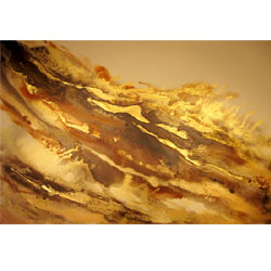 Gold Rush